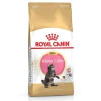 Royal Canin Maincoon Kitten